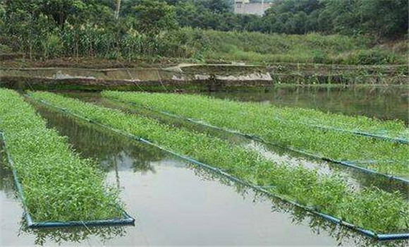 關(guān)于夏季魚塘的管理要點