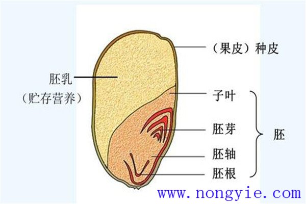 小麥種子由哪些部分組成