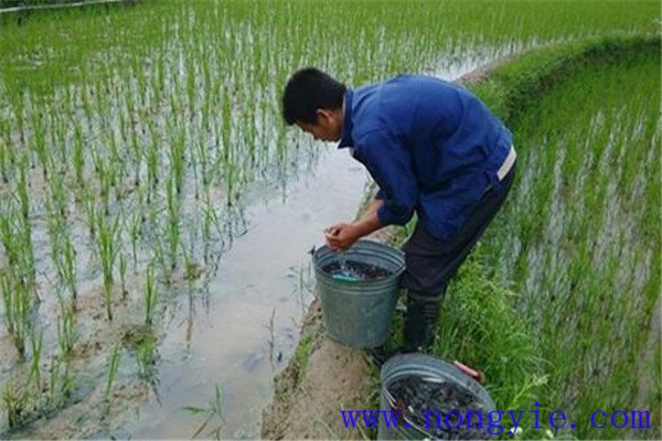 稻田養(yǎng)殖草魚發(fā)病率低，容易管理