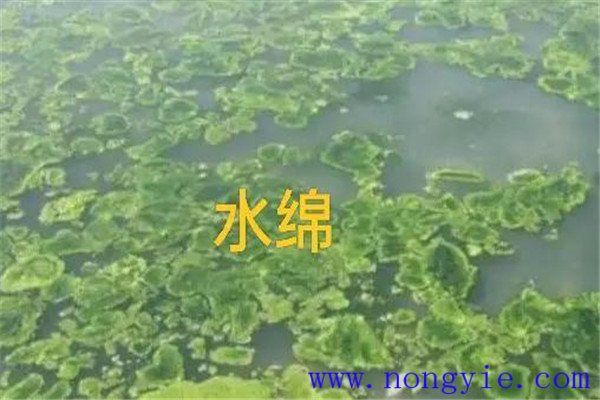 如何清除和控制水綿、水網(wǎng)藻和湖靛等敵害生物