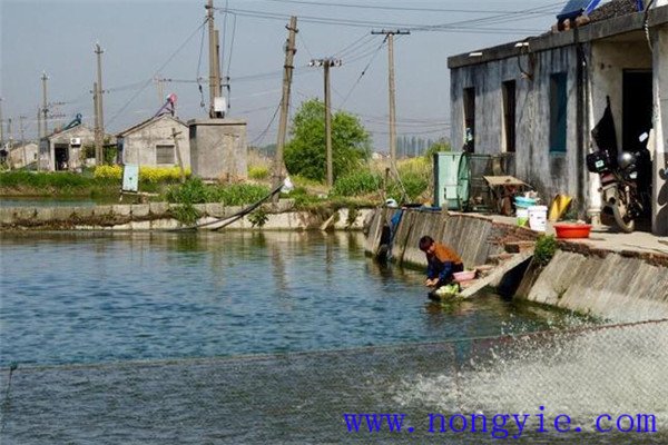 魚(yú)、鵝綜合養(yǎng)殖注意事項(xiàng)