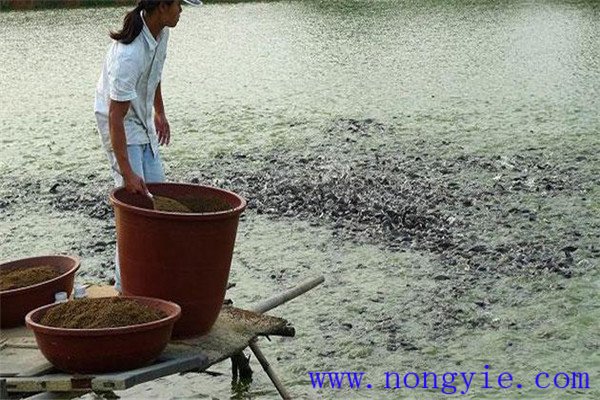 留心觀察魚類吃食時間的長短