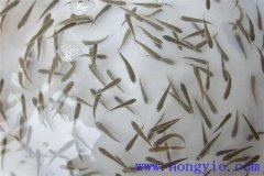 怎樣高效益養(yǎng)殖異育銀鯽 其魚(yú)苗魚(yú)種如何培育？