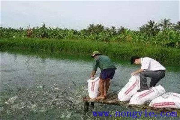 秋季魚池要注意預防疾病