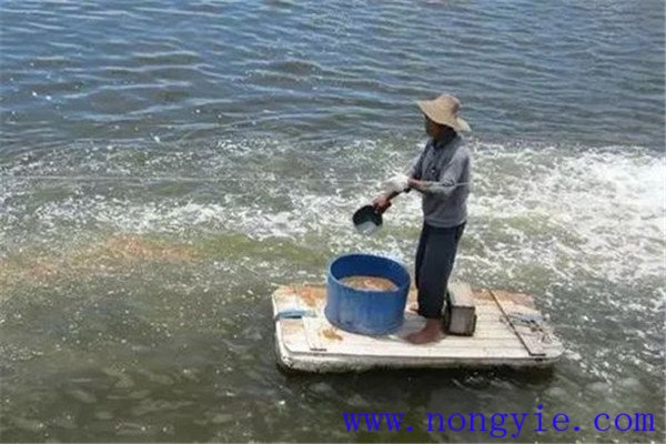 魚飼料消毒需注意事項