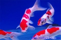 在水族箱中喂養(yǎng)錦鯉要注意些什么？