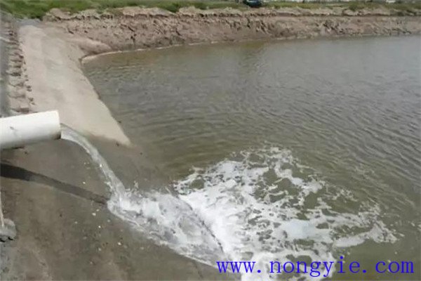 定期沖換水，保讓魚塘水質