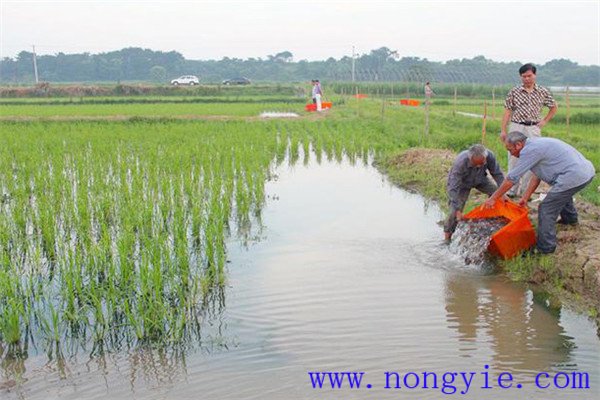 稻田養(yǎng)魚(yú)的現(xiàn)代養(yǎng)殖模式有哪些新的變化