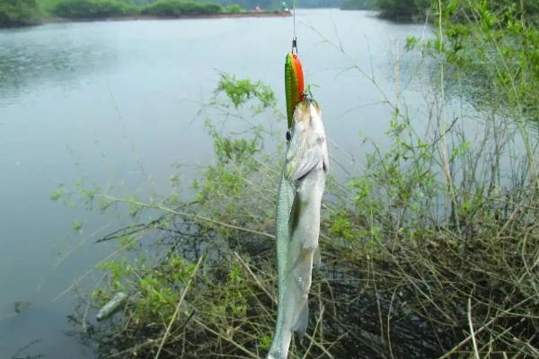 魚(yú)線(xiàn)以及魚(yú)鉤選擇