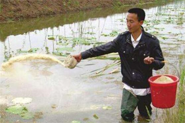 青蝦的投餌量如何掌握