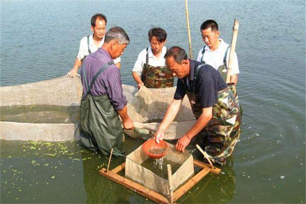 強(qiáng)化對(duì)餌料投喂的管理