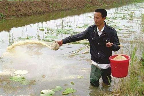 飼料投喂技術(shù)要點