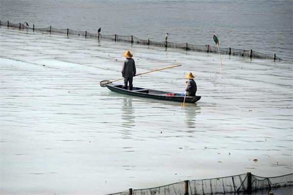 清除野雜魚，減少爭食者