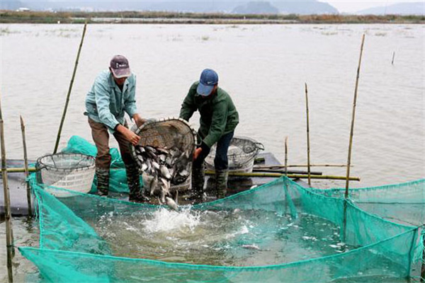 魚蝦鰍鱔蟹混養(yǎng)技術(shù)