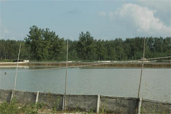 池塘要求