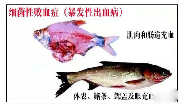 怎樣防治淡水魚細(xì)菌性敗血癥