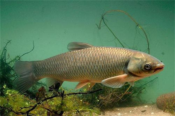 草魚(yú)飼料配方