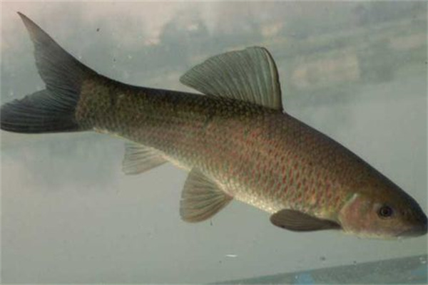 青魚(yú)飼料配方