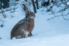 冬季野兔的活動規(guī)律，它冬天什么時候出來？