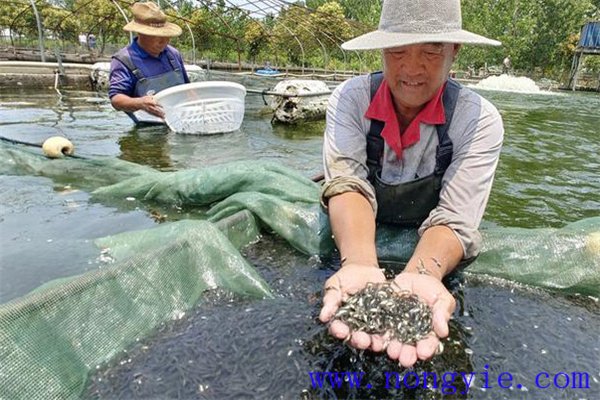 加州鱸魚夏花魚種飼養(yǎng)法