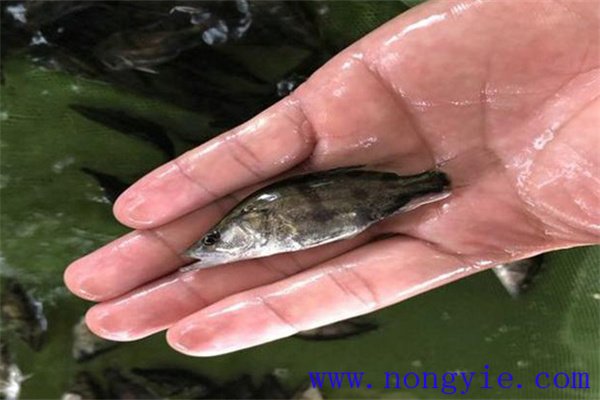 鱖魚苗吃什么飼料