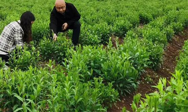 蒼術(shù)怎樣進行田間管理