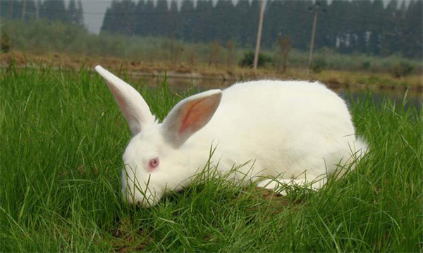 肉兔飼料的來源