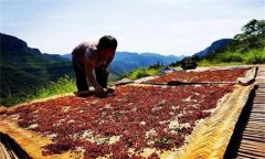 花椒采摘后怎樣晾曬？花椒晾干方法簡(jiǎn)介