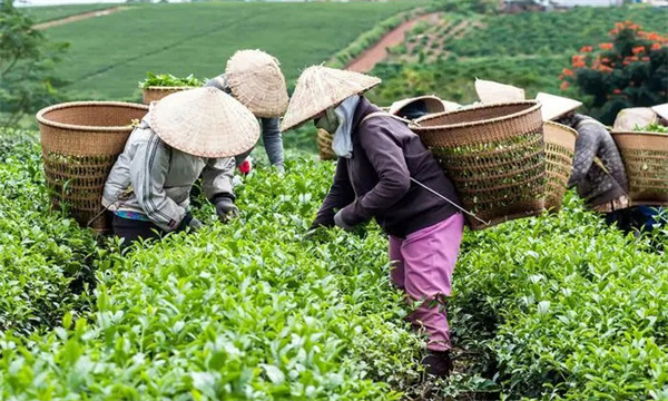 衡量茶樹(shù)鮮葉質(zhì)量好壞的指標(biāo)