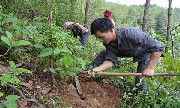 茯苓種植技術(shù)與栽培管理