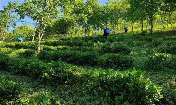 種植茶園防護(hù)林和遮陰樹(shù)