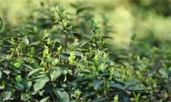 如何對(duì)茶樹(shù)越冬休眠期病蟲(chóng)害進(jìn)行綠色防控？