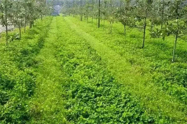 春季種植什么綠肥品種比較好