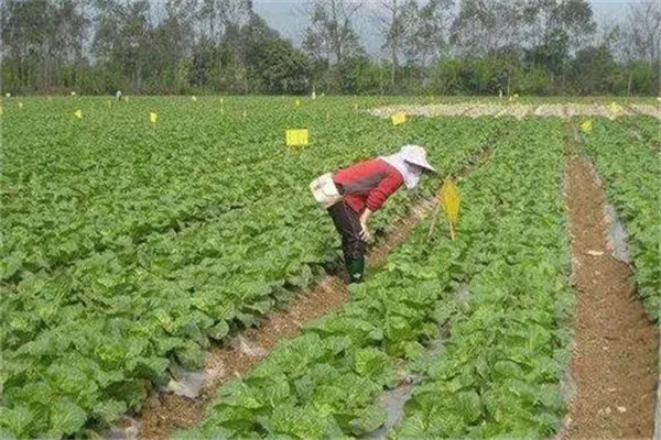 病蟲(chóng)害生物防治主要有哪些方法