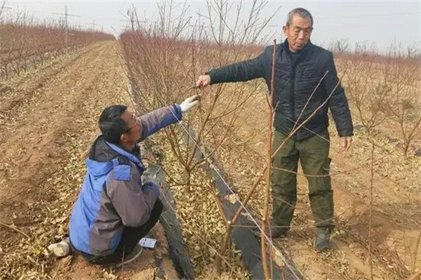 幼齡桃樹(shù)如何修剪