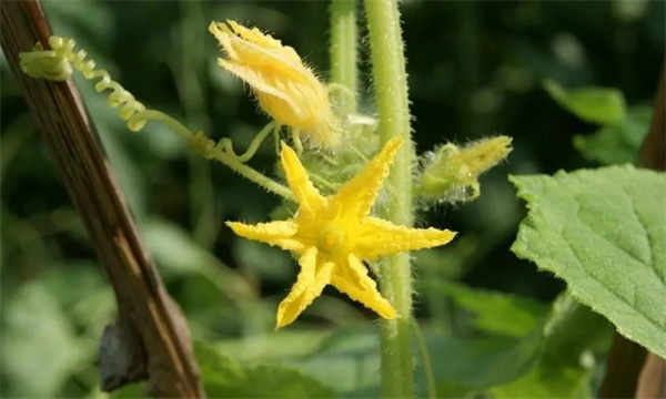 黃瓜為什么出現(xiàn)雌花過多