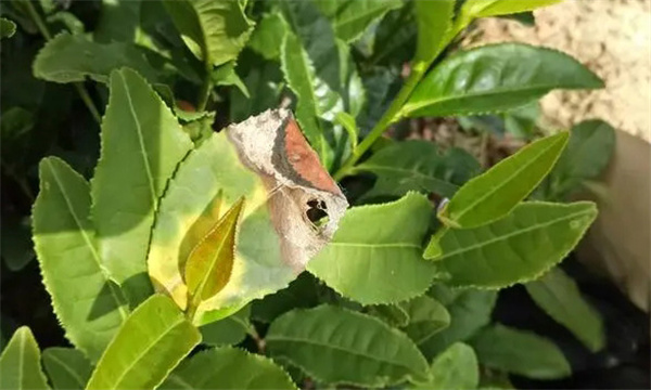 茶樹病蟲害農業(yè)防治