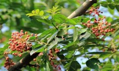 成年花椒樹如何管理？花椒樹管理技術(shù)要點(diǎn)