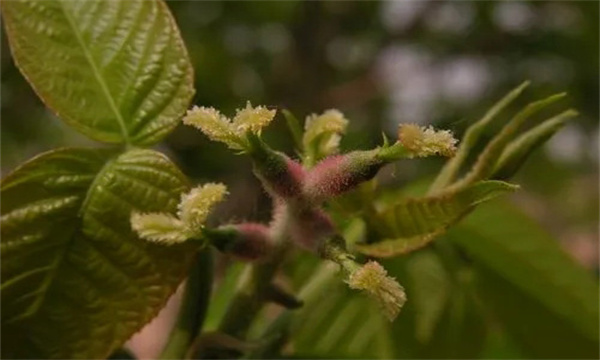 核桃雌花