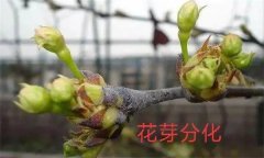 梨樹開花結(jié)果有什么特點？