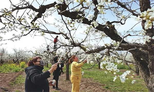 梨樹的開花、授粉和坐果