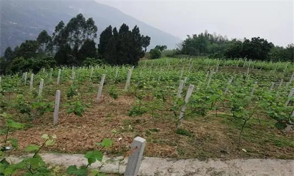 在河灘地、山地、鹽堿地和黏土地上建葡萄園