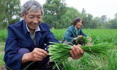 薹韭與韭菜有何區(qū)別 如何使薹韭早抽薹多抽薹？