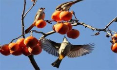 鳥害如何預防？鳥害防治的主要手段和方法