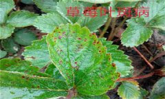 怎樣防治草莓葉斑?。ㄉ哐鄄。?？