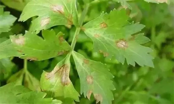 芹菜葉斑病如何防治