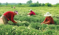 菊花的采收時(shí)間、采收方法與加工與貯藏問題