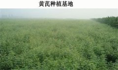 黃芪產(chǎn)地在哪里？黃芪生態(tài)習性簡介