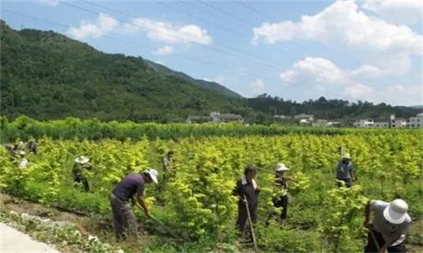 山茱萸田間管理的內容