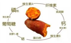 紅薯的營養(yǎng)特點 紅薯的輔助功能知多少？